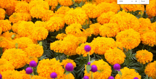 गोदावरी पुष्प प्रदर्शनी शुक्रबार